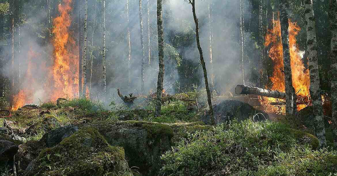 WWF: в Україні від війни постраждали 3 млн гектарів лісів