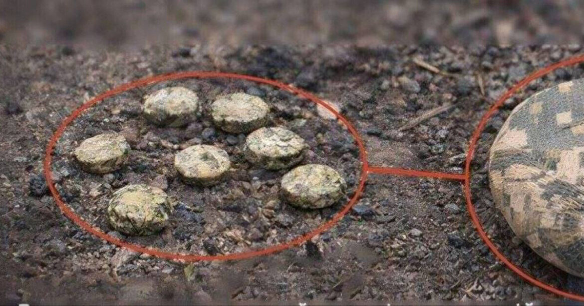 Росіяни скидають на Херсон новий вид протипіхотних мін