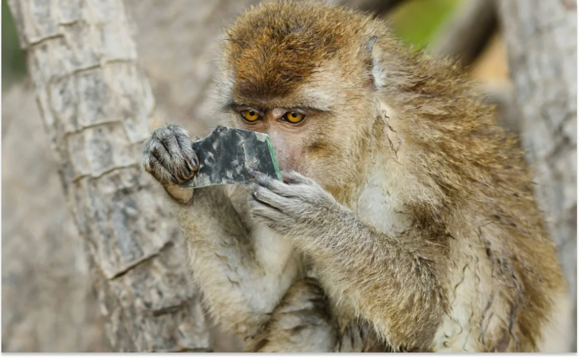 У Кривому Розі мавпа вкусила дитину: подробиці