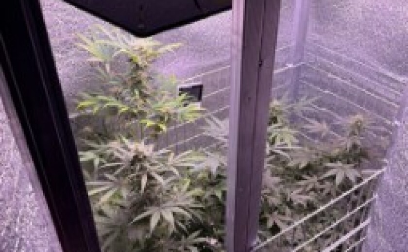 У Дніпрі поліцейські викрили групу наркозбувачів, підозрюваних у збуті канабісу та психотропів