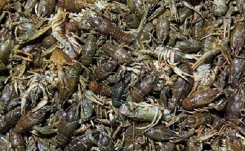 Понад 1 млн грн збитків: на Інгульці у Криворізькому районі викрили чоловіка, який ловив раків