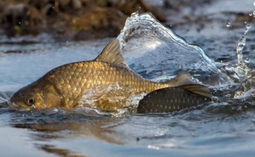 Відсьогодні на Дніпропетровщини діє обмеження на риболовлю