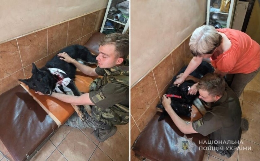 Під час ворожої атаки на Запоріжжі постраждала службова собака Фортуна