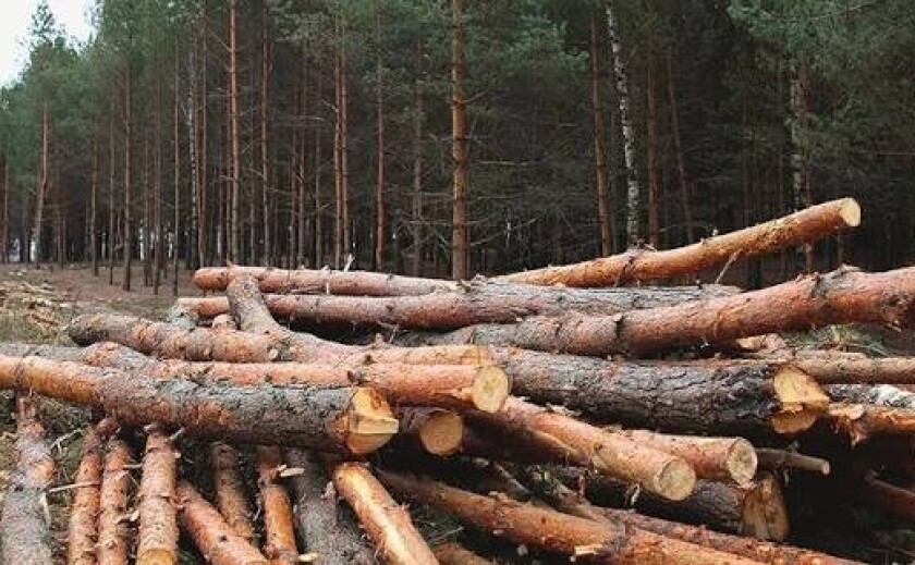 У Кам’янському районі громаду зобов’язали відшкодувати понад 1 млн грн збитків за незаконну вирубку дерев