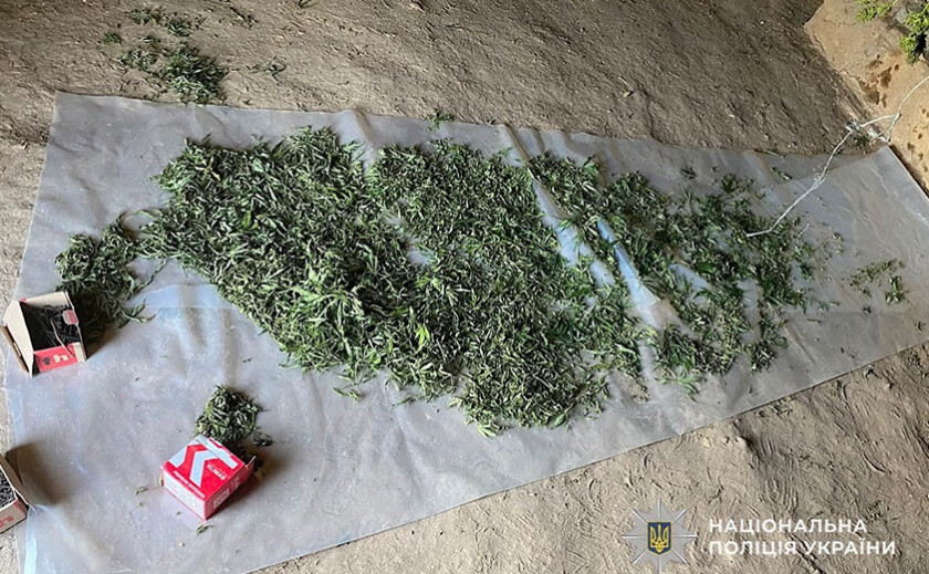 На Дніпропетровщині судитимуть чоловіка за вирощування конопель та зберігання канабісу