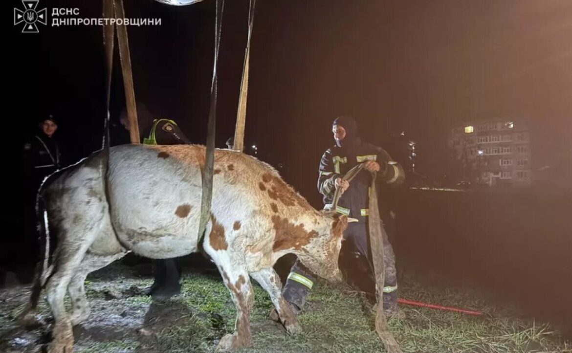 У Павлоградському районі рятувальники визволили корову, яка впала в траншею